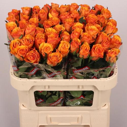 Rosa grootbloemig Yokey Dokey