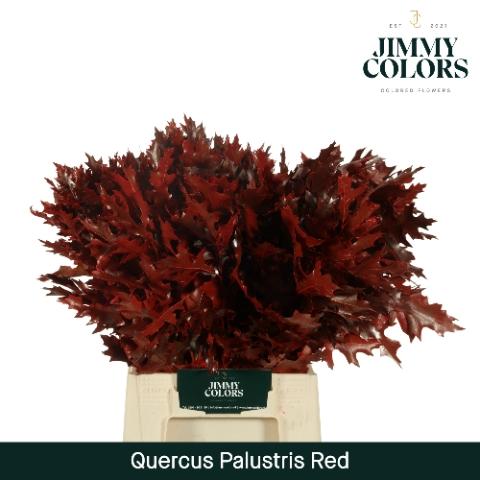 Quercus palustris kleurbehandeld H%