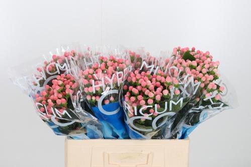 Hypericum Coco Casino