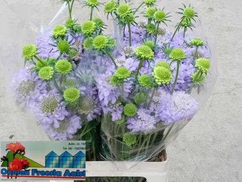 Scabiosa atropurpurea Focal Scoop Lavender