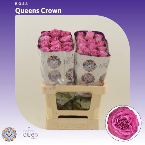 Rosa grootbloemig Queens Crown