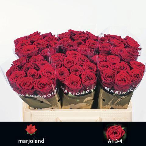 Rosa grootbloemig Red Naomi!