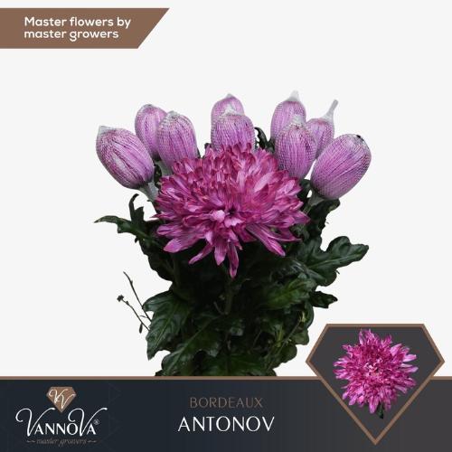 Chrysanthemum (Indicum Grp) geplozen Antonov kleurbehandeld H%