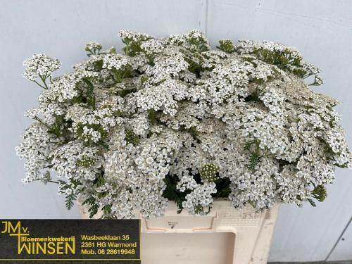 Achillea millefolium 'White Beauty'