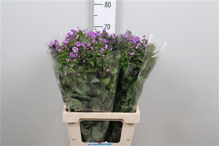 Phlox Paniculata Grp 'Crissy'