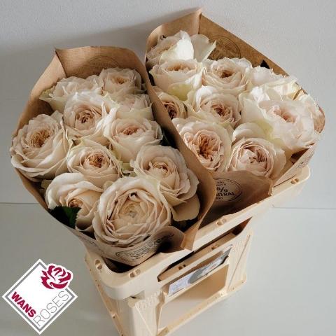 Rosa grootbloemig Shade of Beige!
