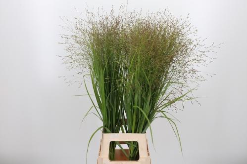 Panicum virgatum 'Rehbraun'