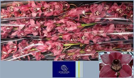 Cymbidium grootbloemig per tak Early Kiwi 'Sky Scraper'