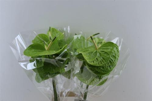 Anthurium (Andreanum Grp) Grand Slam