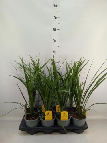 Cordyline indivisa 'Peko'