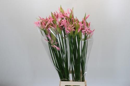 Nerine bowdenii 'Pink Wonder'