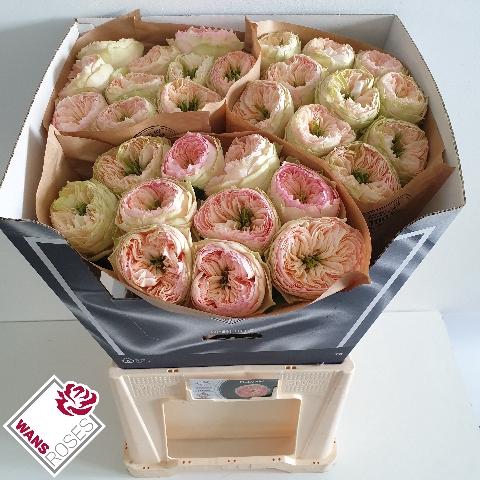 Rosa grootbloemig Pinky Pie!