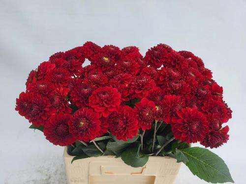Dahlia 'Red Fox'