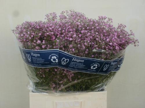 Gypsophila paniculata 'My Pink'