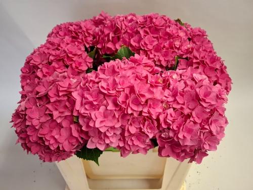 Hydrangea macrophylla Royal Kiss