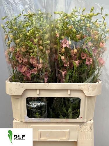 Delphinium enkelbloemig ruysii 'Pink Sensation'