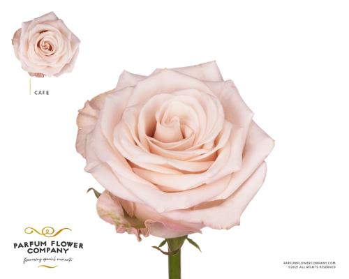 Rosa grootbloemig Café!