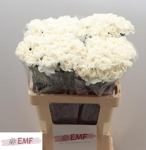 Dianthus standaard 'Madame Colette'