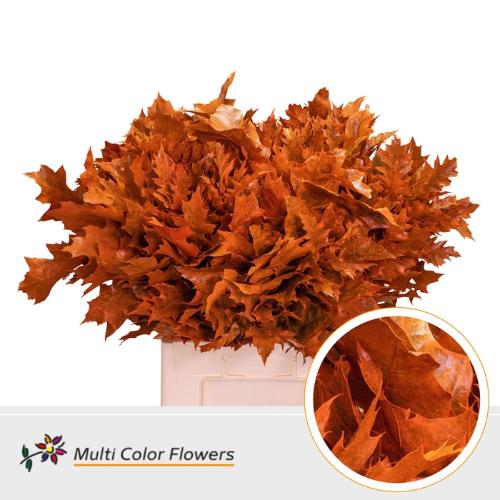 Quercus rubra kleurbehandeld H%