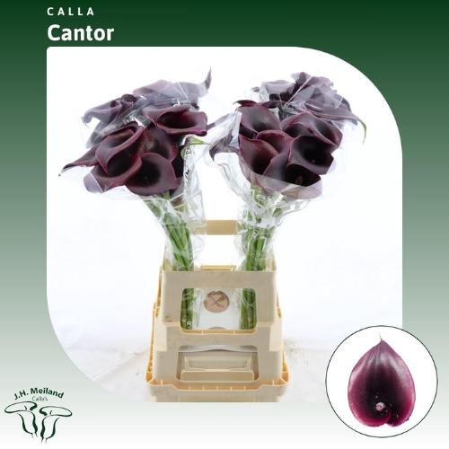 Zantedeschia 'Cantor'