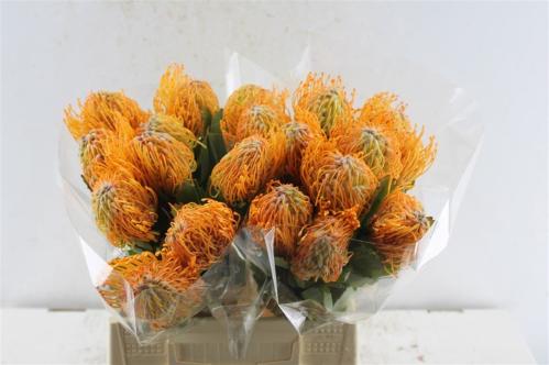 Leucospermum 'Soleil'