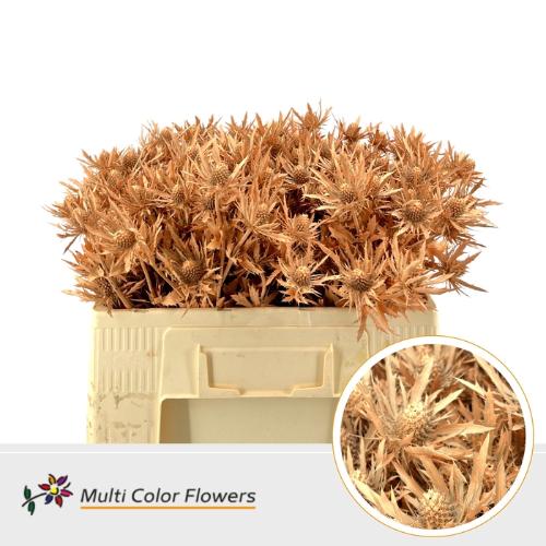 Eryngium alpinum kleurbehandeld H%