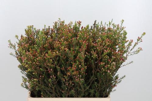 Chamelaucium 'Adi'