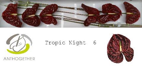 Anthurium Andreanum Grp Tropic Night