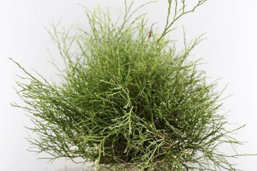 Vaccinium sp. Huckleberry per bos