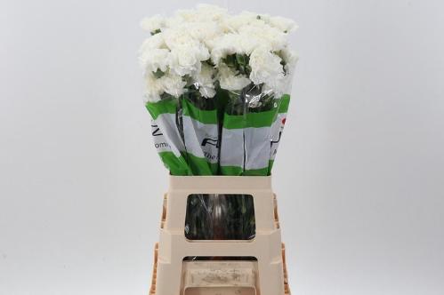 Dianthus standaard Delphi