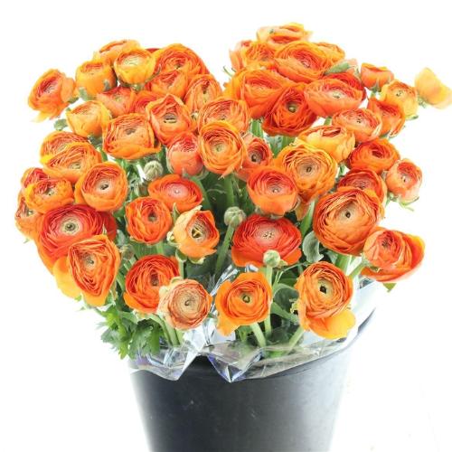 Ranunculus asiaticus 'Elegance Orange'