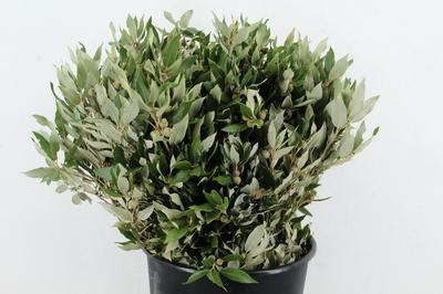 Quercus ilex