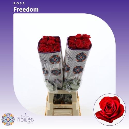 Rosa grootbloemig Freedom