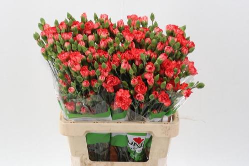 Dianthus tros overig
