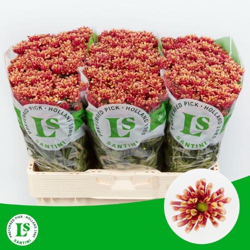 Chrysanthemum (Indicum Grp) tros santini Miri Yellow