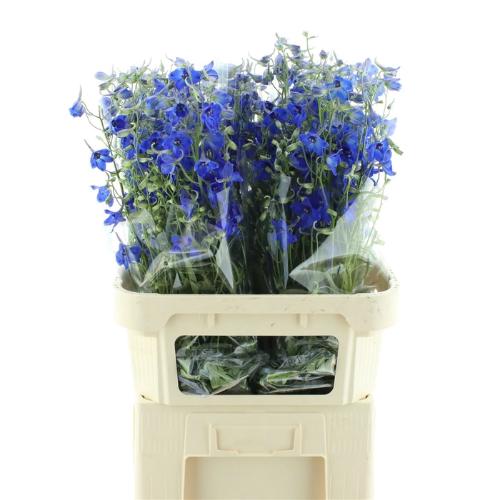 Delphinium Belladonna Grp enkelbloemig 'Volkerfrieden'