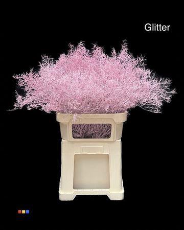 Limonium overig kleurbehandeld H%