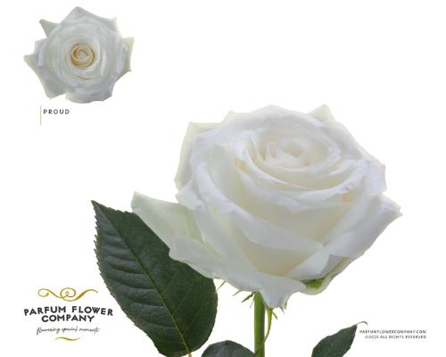 Rosa grootbloemig Proud