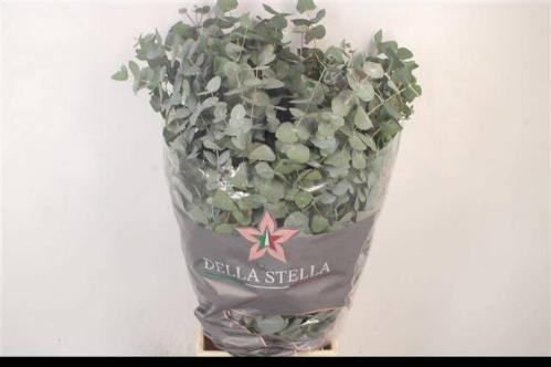 Eucalyptus per bos cinerea