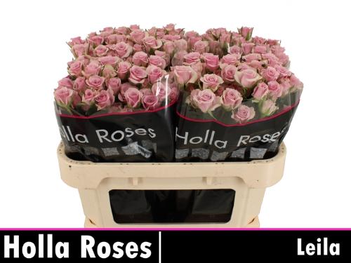 Rosa tros Leila