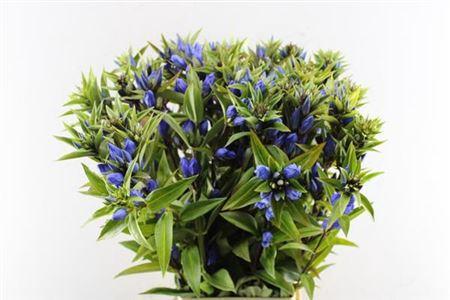 Gentiana triflora Just Blue