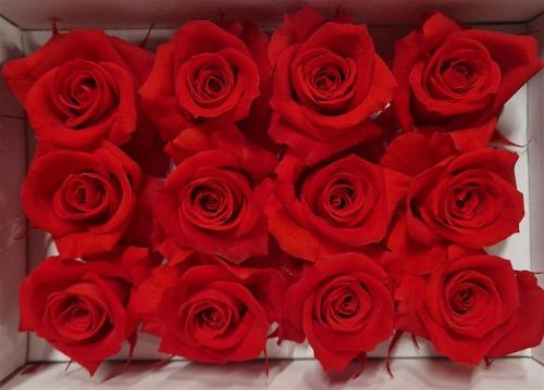 Rosa grootbloemig kleurbehandeld H%