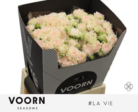 Rosa tros #La Vie