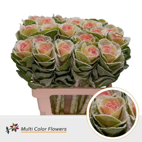 Brassica oleracea kleurbehandeld H%