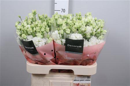 Eustoma russellianum gevuldbloemig 'Alissa Pure White'