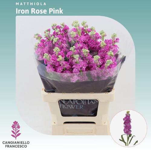 Matthiola incana 'Iron Rose Pink'