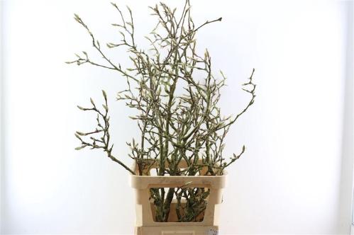 Magnolia grandiflora