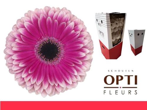 Gerbera grootbloemig 'Prelude'