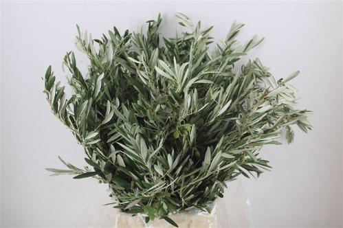 Olea europaea per bos