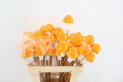 Huis en tuindecoratie overig H%